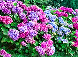 Hydrangea bushes 2