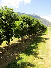 Drip irrigation in apple orchard near Keremeos. Okanagan Valley, BC, Canada.
