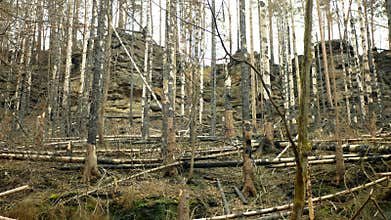 Spruce forest fire after flame wild drought dry black earth ground vegetation stand green natural disaster burnt down