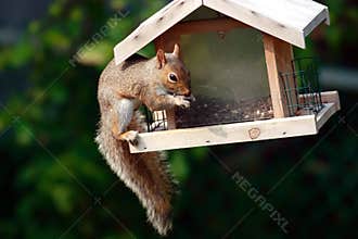 Mischievous squirrel