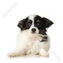 Papillon