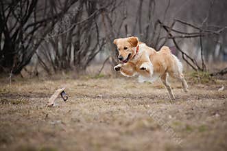 Cute golden Retriever dog playing with a toy