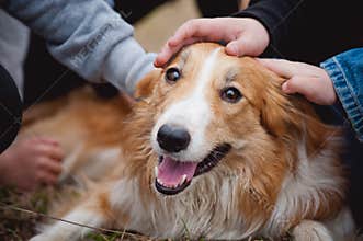 Children caress red border collie dog