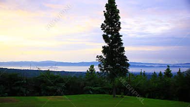Simple tree at camping ground
