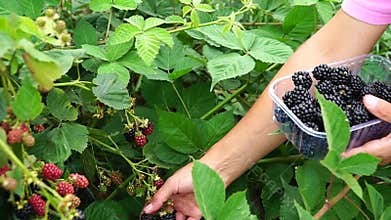 blackberry picking. Rubus Eubatus. Fresh blackberries in the garden. Close-up of ripe blackberries hanging from the bush