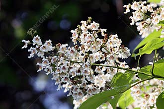 Flowers of the catalpa tree