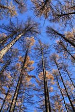 Trees in forest