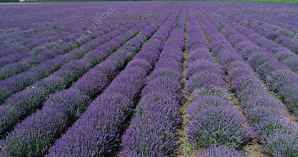 Lavender Field Purple Flowers Beautiful Agriculture. Lavander field