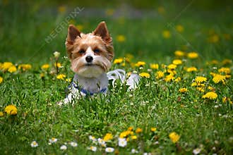 Dog on the grass. Pet - Yorkshire terrier biewer