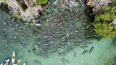 Manatees at Three Sister Springs in Florida