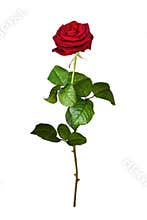 Red rose isolated on white
