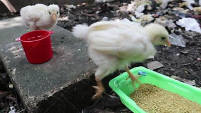 Young Hen White Furry Broiler Walk Pecking Food