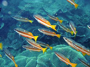 Tropical coral reef fish