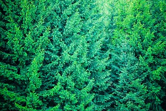 Coniferous wood