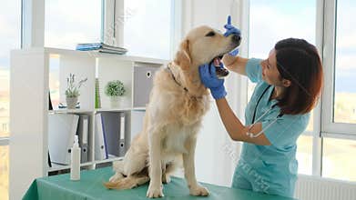Golden retriever dog in veterinary clinic