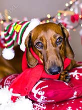 Christmas dog