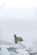 Polar Bear