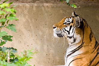 Tiger head