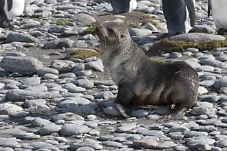 Young antarctica fur seal