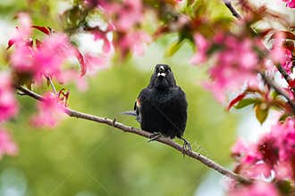 Red Winged Blackbird in Blooming Crabapple Tree