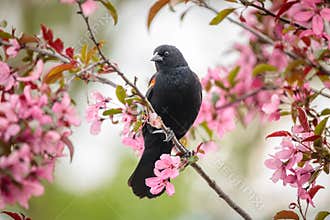Red Winged Blackbird in Blooming Crabapple Tree
