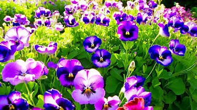 Violets in a bright sunny meadow.