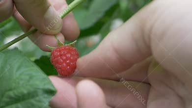 Picking ripe raspberries