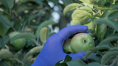Ruddy apples hang on tree branch