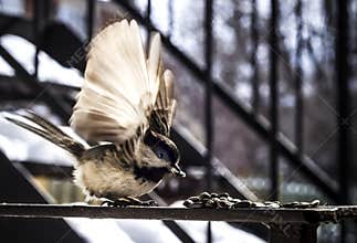 Angelic Bird in Motion