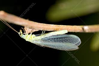 Green lacewing