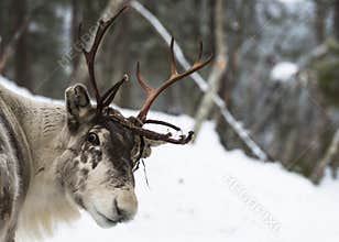 Reindeer in Finland