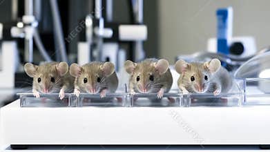 Four lab mice in clear containers on research bench
