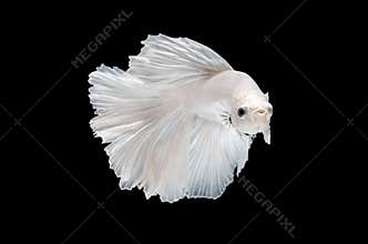 Fighting fish, betta on black background