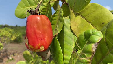 Cashew fruit with nut is also known as Anacardium occidentale, growing on a tree. Cashew fruit is ready for harvesting