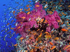 Red Sea Coral Reef