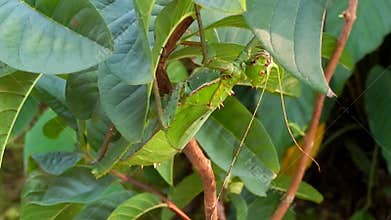 Thorny stick insect, Penang, Malaysia