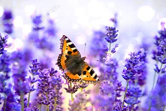 Butterfly on lavender, small tortoiseshell - Aglais urticae - with wings wide open resting on beautiful flowering lavender