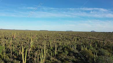 Vast mexican desert landscape with cardon cacti and blue sky