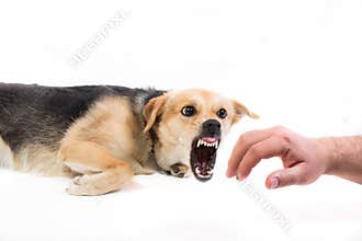 Angry dog biting hand
