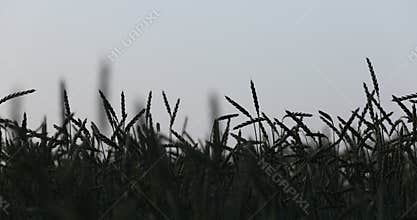 Wheat fields, green meadows, chamomile meadows in the Swiss Lowlands 8k ultra hd