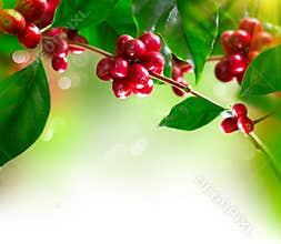 Coffee Tree with Beans