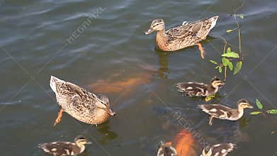 Duck with ducklings swimming in the pond