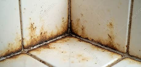Close-up shows corner of shower stall with visible mold, mildew on grout, tile. Dampness creates unhealthy environment. Home