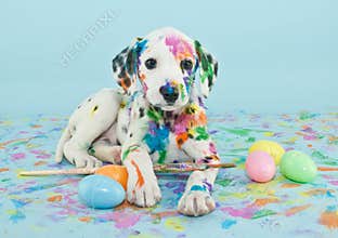 Easter Dalmatian Puppy