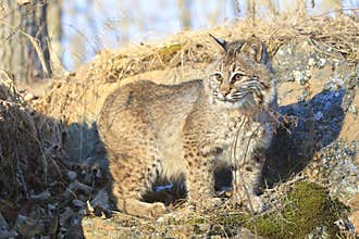Young bobcat in early morning