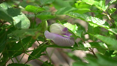 fresh pink butterfly pea flowers