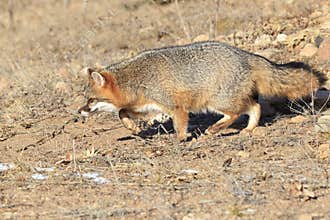 Adult grey fox walking