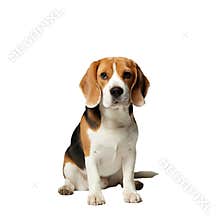 A dog isolated on transparent background.