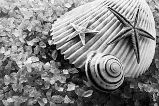 B&W seashells.