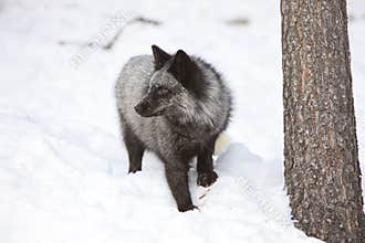 Silver fox looking left in the snow